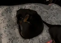 Chili-Doug, a male Miniature Dachshund for sale in Pine River, MN – 3 of 10