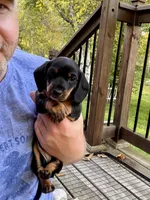 Chili-Doug, a male Miniature Dachshund for sale in Pine River, MN – 5 of 6