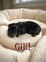 Pink, a female Miniature Dachshund and Morkie for sale in Pine River, MN – 1 of 3