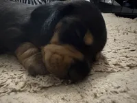Amburger, a female Miniature Dachshund for sale in Pine River, MN – 5 of 6