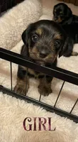 White, a female Miniature Dachshund and Morkie for sale in Pine River, MN – 3 of 3