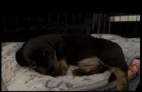 Chili-Doug, a male Miniature Dachshund for sale in Pine River, MN – 5 of 10
