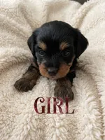 Pink, a female Miniature Dachshund and Morkie for sale in Pine River, MN – 2 of 3