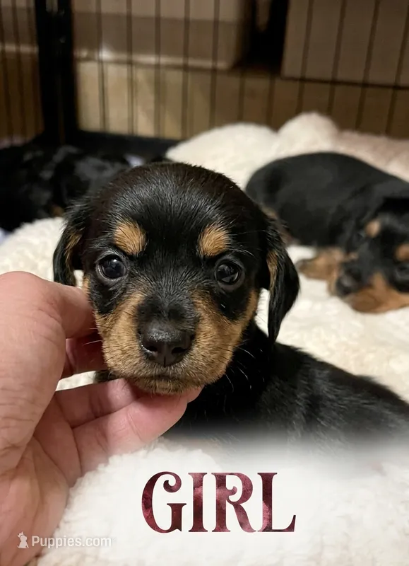 Fuchsia – Miniature Dachshund, Morkie puppy for sale in Pine River, MN