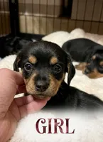 Fuchsia, a female Miniature Dachshund and Morkie for sale in Pine River, MN – 3 of 3