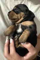 Amburger, a female Miniature Dachshund for sale in Pine River, MN – 4 of 6