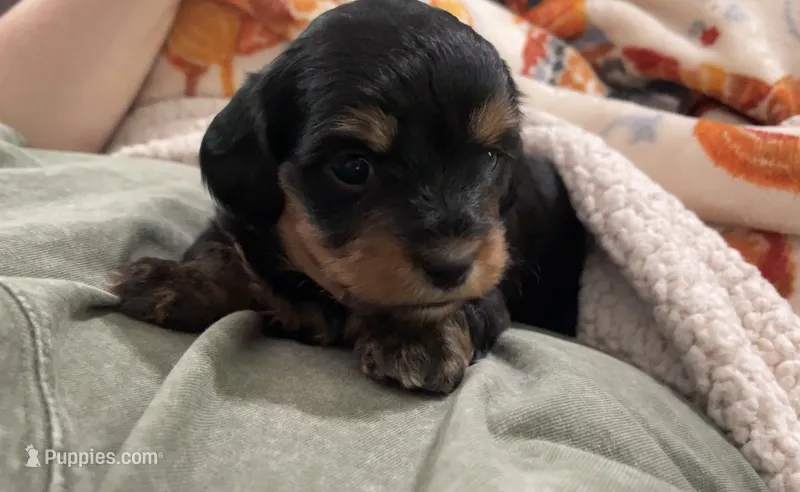 Pink – Miniature Dachshund, Morkie puppy for sale in Pine River, MN