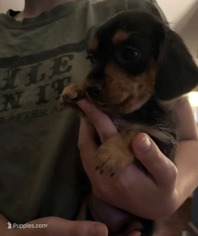Fuchsia – Miniature Dachshund, Morkie puppy on hold in Pine River, MN