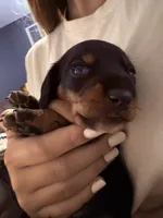 Chili-Doug, a male Miniature Dachshund for sale in Pine River, MN – 7 of 10