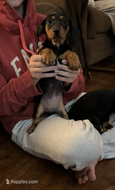 Amburger – Miniature Dachshund puppy for sale in Pine River, MN