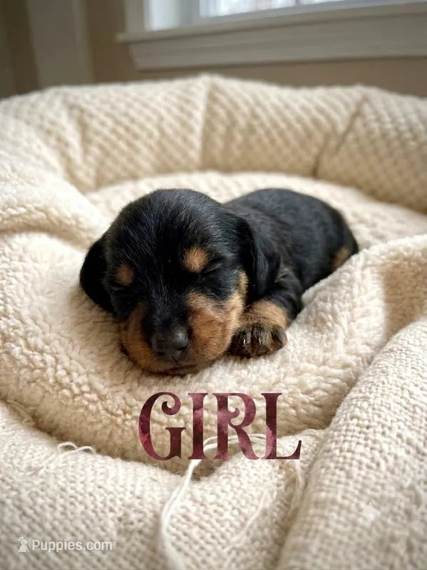 Fuchsia – Miniature Dachshund, Morkie puppy for sale in Pine River, MN