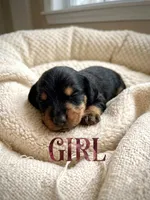 Fuchsia, a female Miniature Dachshund and Morkie for sale in Pine River, MN – 1 of 3