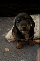 Chili-Doug, a male Miniature Dachshund for sale in Pine River, MN – 2 of 10
