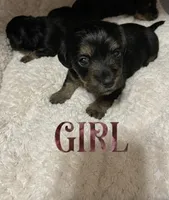 White, a female Miniature Dachshund and Morkie for sale in Pine River, MN – 2 of 3