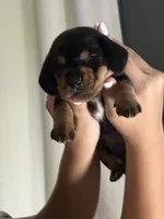 Amburger, a female Miniature Dachshund for sale in Pine River, MN – 3 of 6