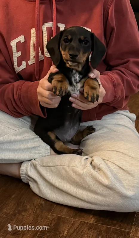 Chili-Doug – Miniature Dachshund puppy for sale in Pine River, MN