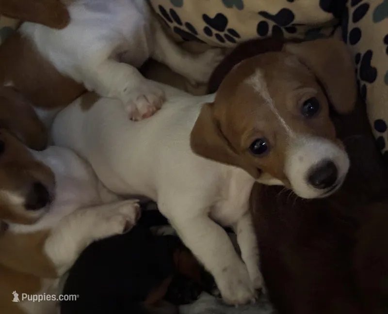 Meatball – Miniature Dachshund puppy on hold in Pine River, MN