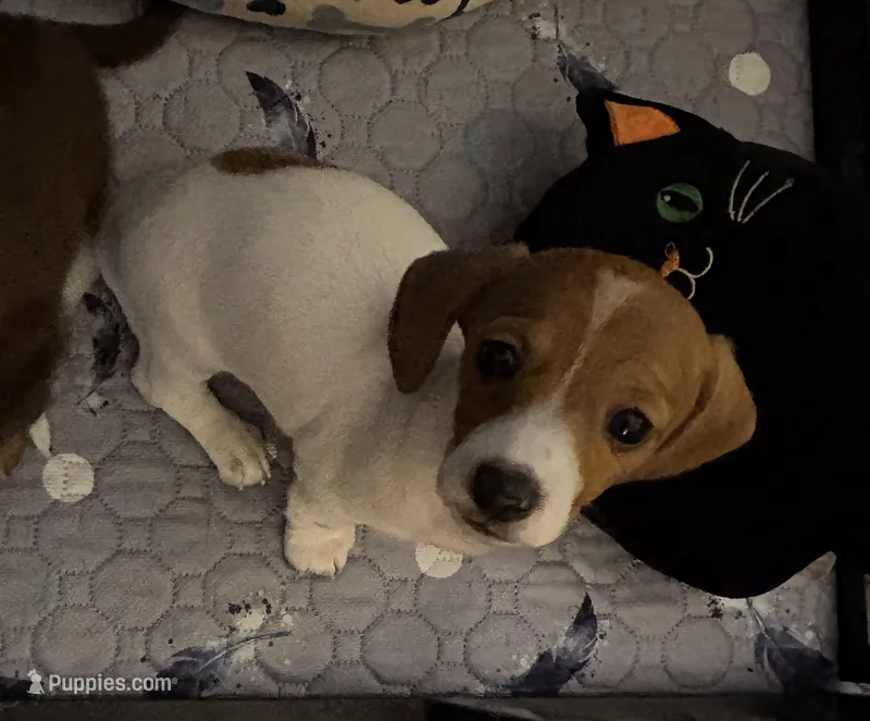 Meatball – Miniature Dachshund puppy for sale in Pine River, MN