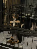 Chili-Doug, a male Miniature Dachshund for sale in Pine River, MN – 2 of 6