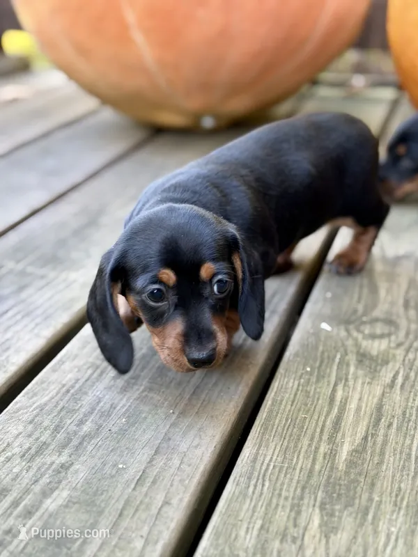 Amburger – Miniature Dachshund puppy for sale in Pine River, MN