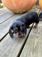 Amburger, a female Miniature Dachshund for sale in Pine River, MN – 1 of 6