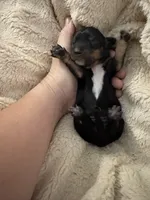 Chili-Doug, a male Miniature Dachshund for sale in Pine River, MN – 6 of 6