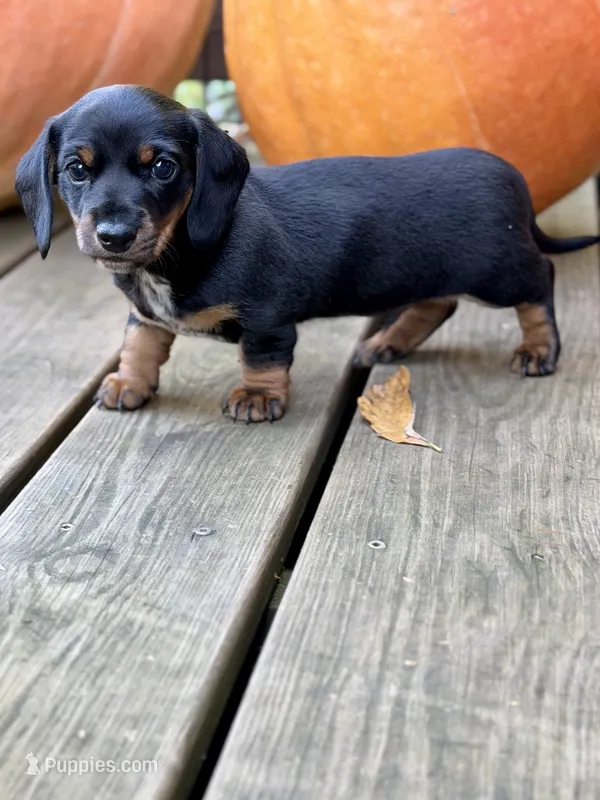 Chili-Doug – Miniature Dachshund puppy for sale in Pine River, MN