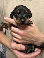 Chili-Doug, a male Miniature Dachshund for sale in Pine River, MN – 6 of 10