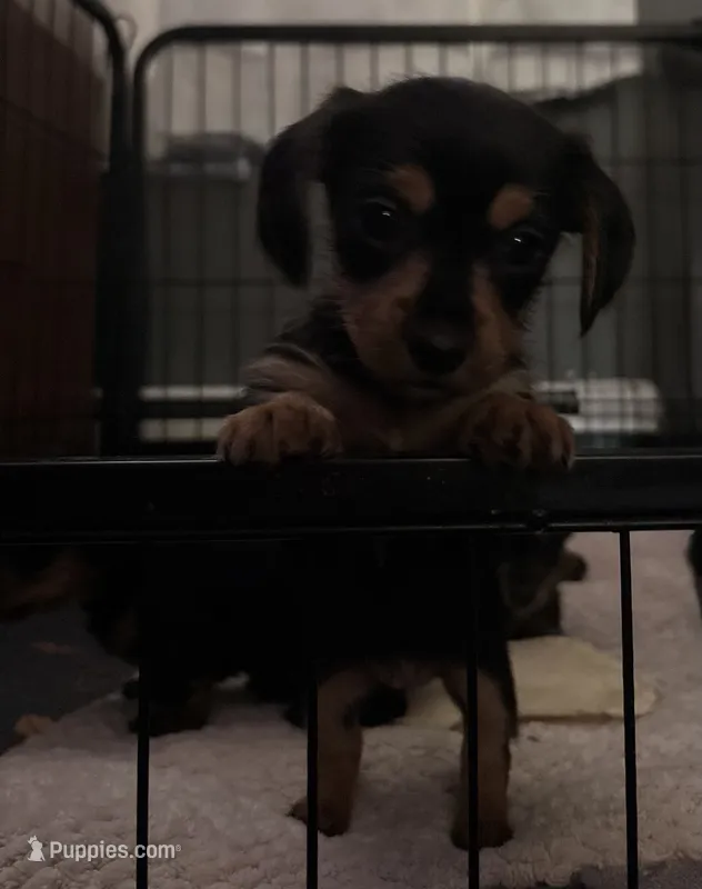 Fuchsia – Miniature Dachshund, Morkie puppy for sale in Pine River, MN