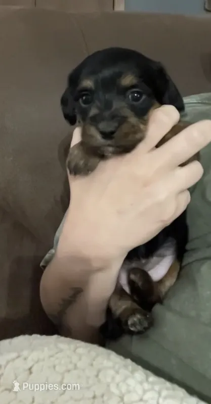 White – Miniature Dachshund, Morkie puppy for sale in Pine River, MN