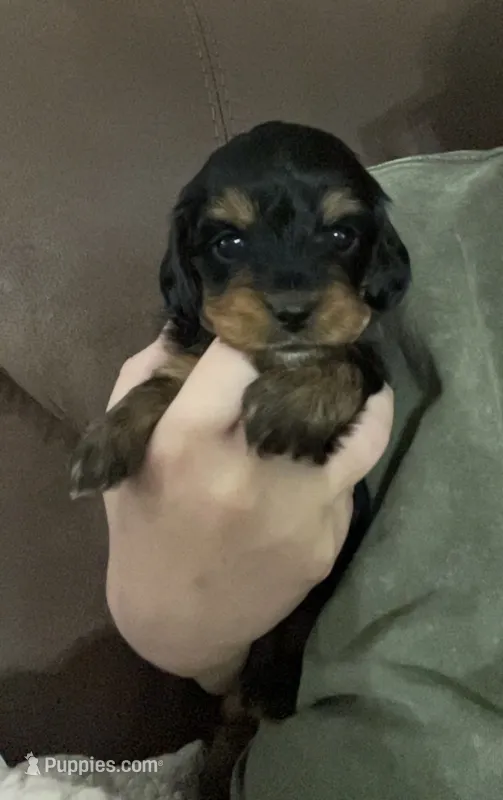Pink – Miniature Dachshund, Morkie puppy for sale in Pine River, MN