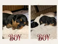 Red , a male Miniature Dachshund and Morkie for sale in Pine River, MN – 3 of 3