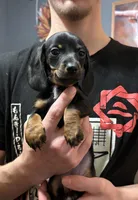 Fancy, a female Miniature Dachshund for sale in Pine River, MN – Photo 3 of 5