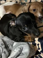 Fancy, a female Miniature Dachshund for sale in Pine River, MN – Photo 1 of 5
