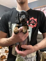 Fancy, a female Miniature Dachshund for sale in Pine River, MN – Photo 4 of 5