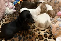 Fancy, a female Miniature Dachshund for sale in Pine River, MN – Photo 5 of 5