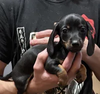 Fancy, a female Miniature Dachshund for sale in Pine River, MN – Photo 2 of 5