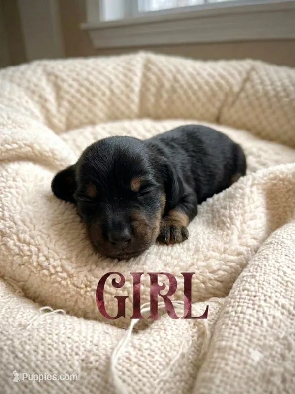 White – Miniature Dachshund, Morkie puppy for sale in Pine River, MN