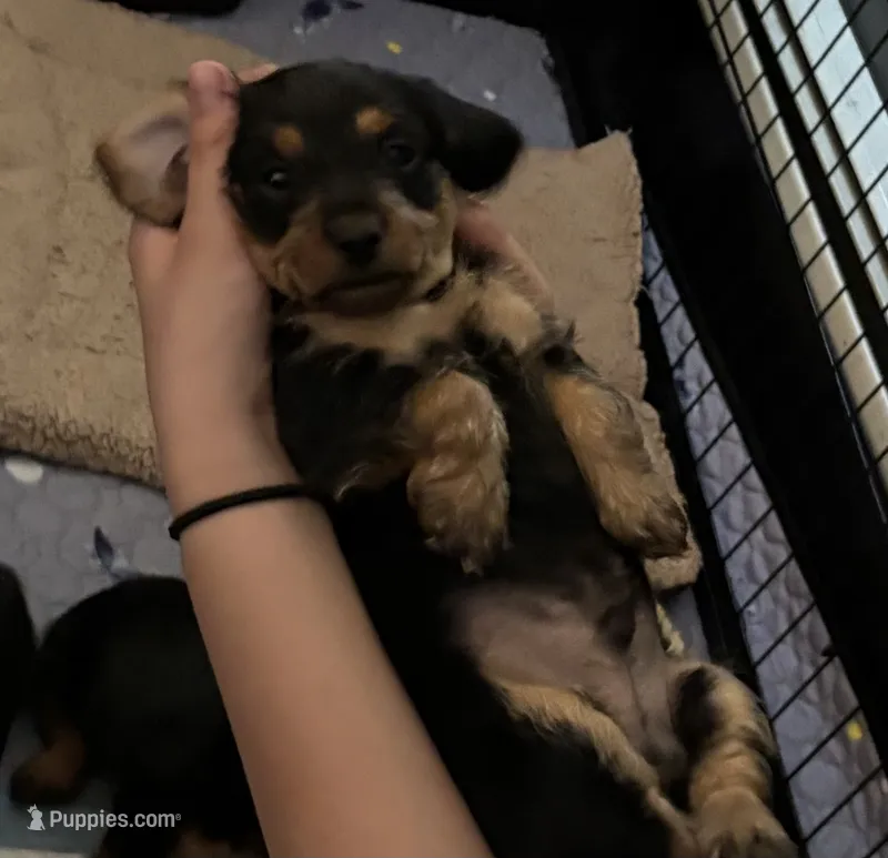 Red  – Miniature Dachshund, Morkie puppy for sale in Pine River, MN
