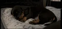 Chili-Doug, a male Miniature Dachshund for sale in Pine River, MN – 4 of 10