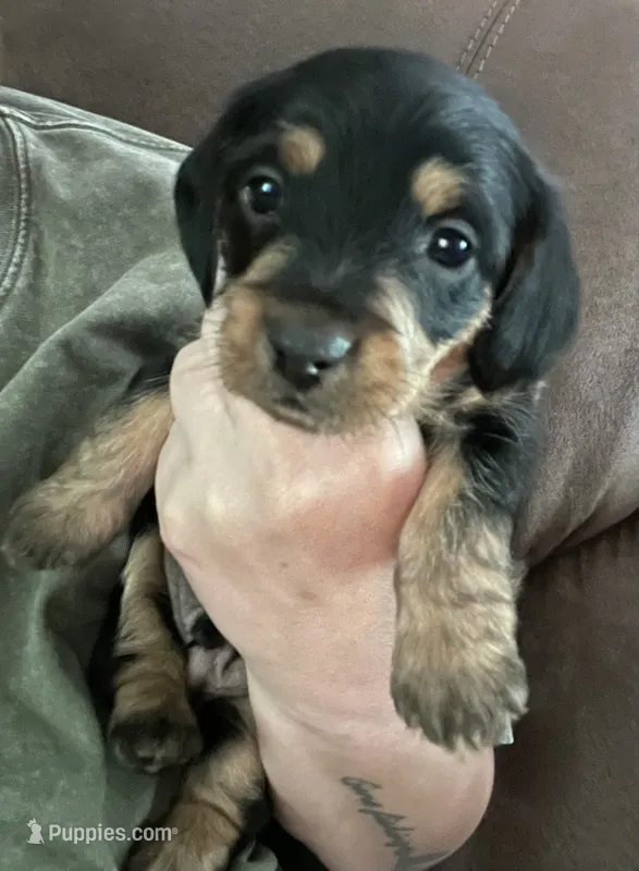Red  – Miniature Dachshund, Morkie puppy for sale in Pine River, MN