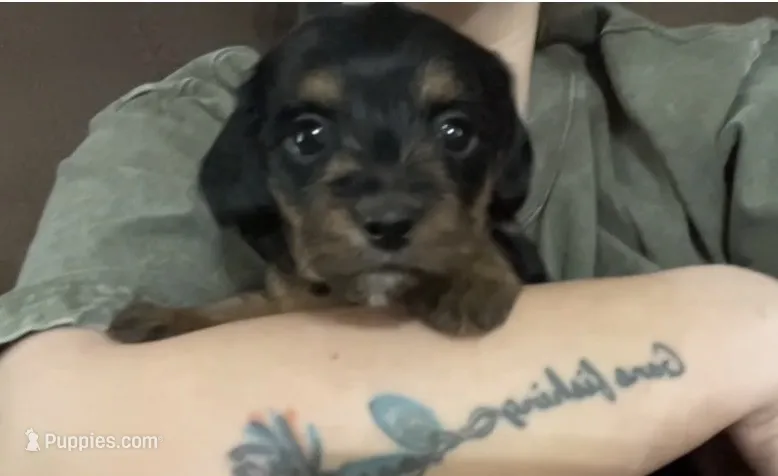 White – Miniature Dachshund, Morkie puppy for sale in Pine River, MN