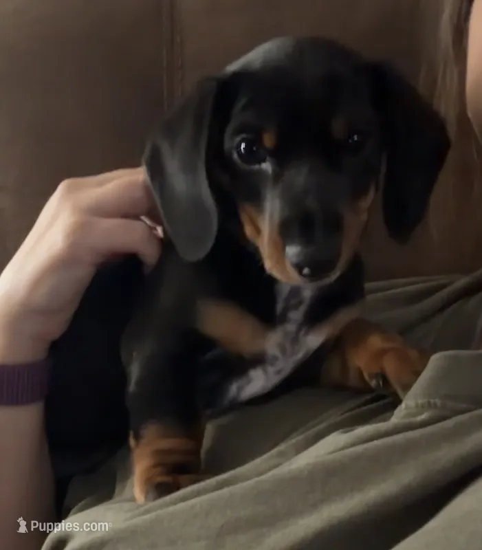Chili-Doug – Miniature Dachshund puppy for sale in Pine River, MN