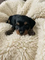 Pink, a female Miniature Dachshund and Morkie for sale in Pine River, MN – 3 of 3