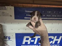 Zoey, a female Olde Boston Bulldogge for sale in Loon Lake, WA – 2 of 2