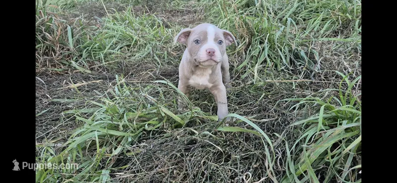 Goku – Olde Boston Bulldogge puppy for sale in Loon Lake, WA