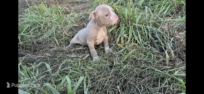 Vegeta  – Olde Boston Bulldogge puppy for sale in Loon Lake, WA