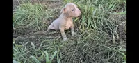 Vegeta , a male Olde Boston Bulldogge for sale in Loon Lake, WA – 1 of 2