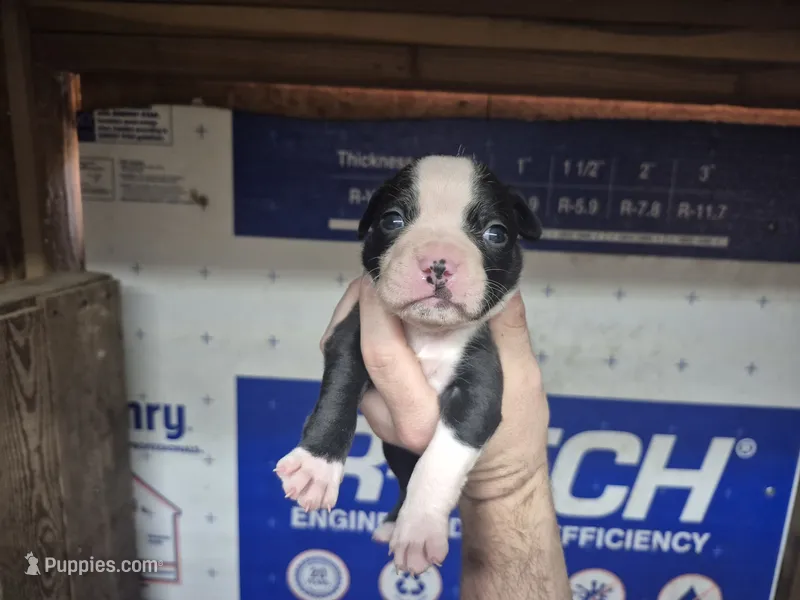 Jinu Saja – Olde Boston Bulldogge puppy for sale in Loon Lake, WA