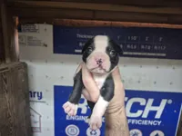 Jinu Saja, a male Olde Boston Bulldogge for sale in Loon Lake, WA – 1 of 2